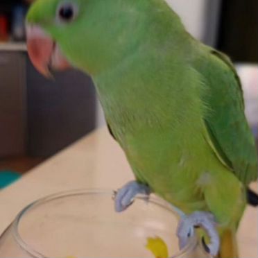 Ожереловый попугай птенец