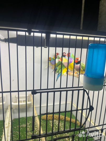 Гульдова Амадина