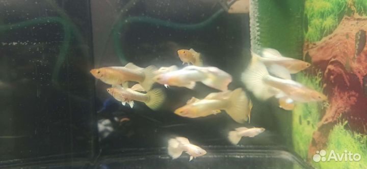 Золотые гуппи