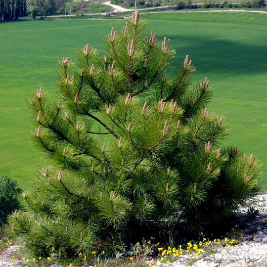 Саженцы хвойных деревьев