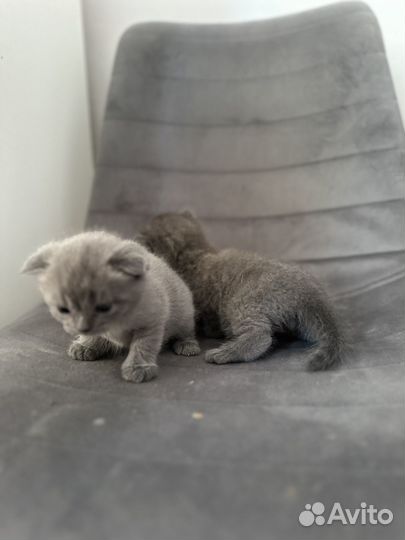 Британская короткошерстная