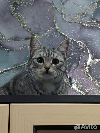 Кошка в дар