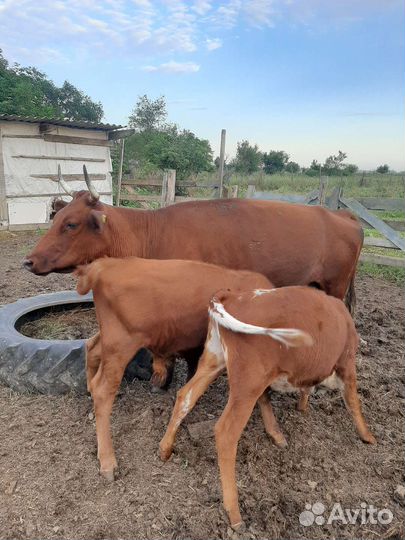 Коровы и телята