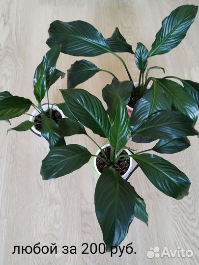 Спатифиллум