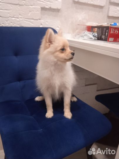 Продам девочку шпиц в посёлке винзили