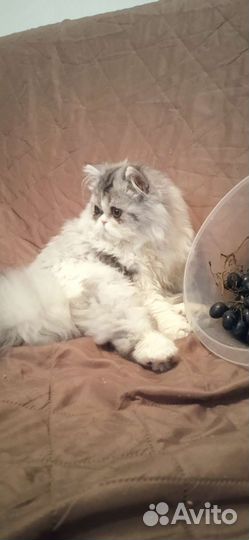 Персидский кот вязка