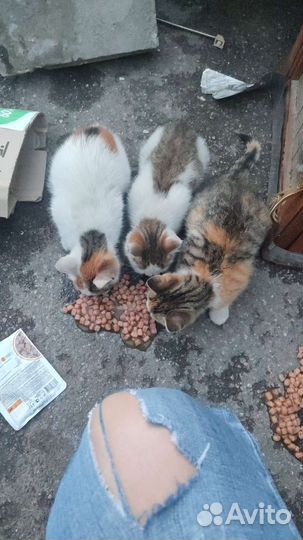 Котята и их мама