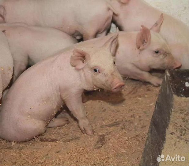 Поросята