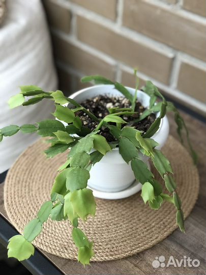 Цветы комнатные