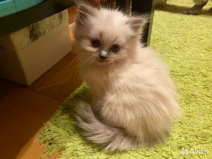 Невская маскарадная