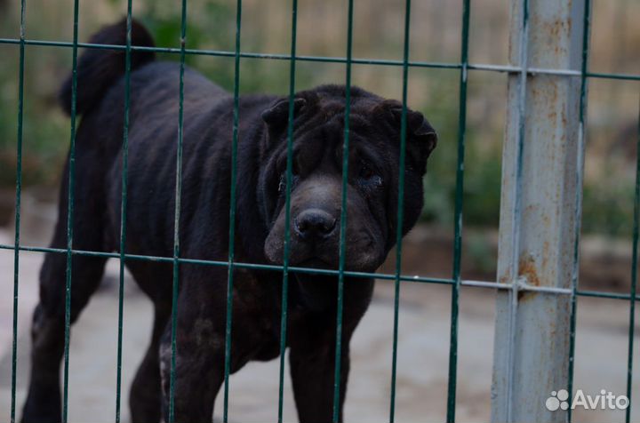 Собака в добрые руки отдам бесплатно