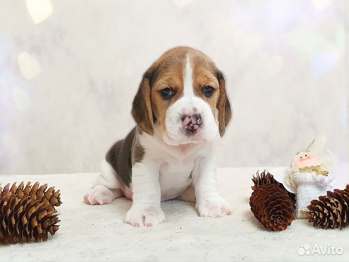 Щенок бигля