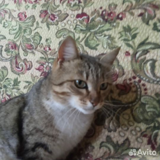 Кошка в дом