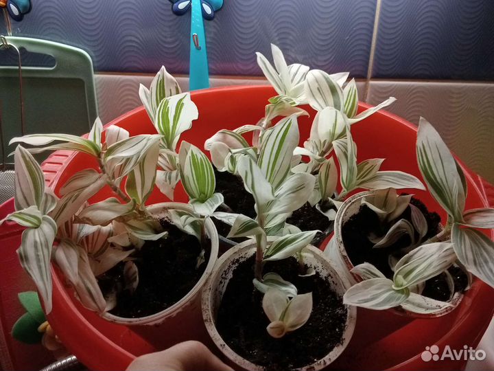 Традесканция