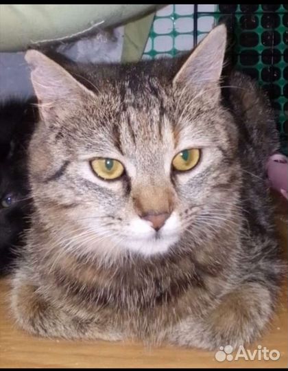 Кисунчик в поисках дома