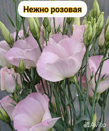 Домашние семена эустомы