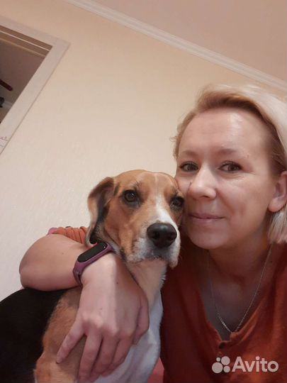 Передержка собак