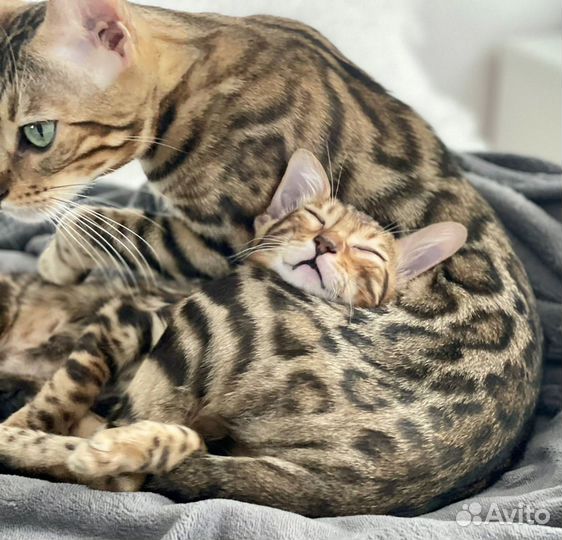 Высокопородные Бенгальские котодетки