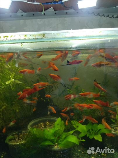 Рыбки меченосцы