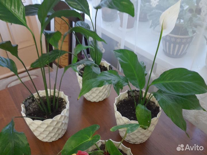Спатифиллум, в новых современных горшках,высота 1м