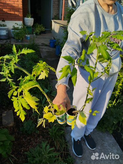 Рассада помидор