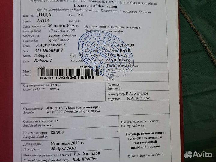 Продам арабскую кобылу