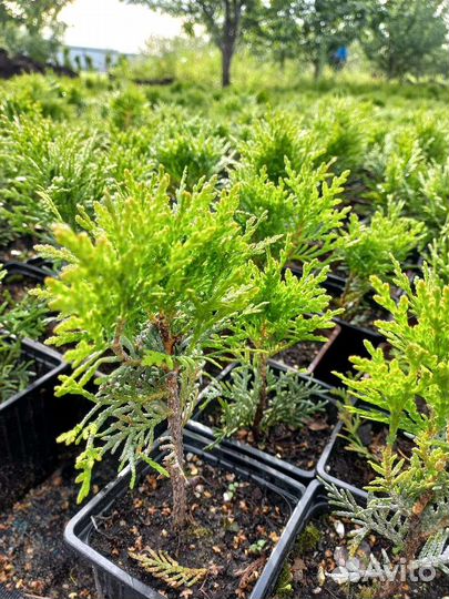 Хвойники P9 П9 (Смарагд, Брабант)