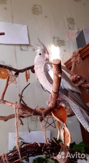 Птенцы попугая корелла