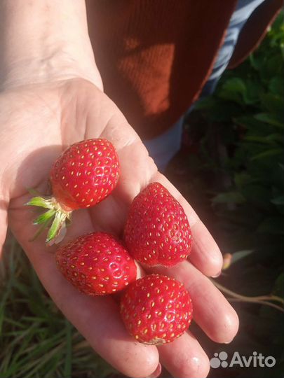 Рассада клубники сортовой