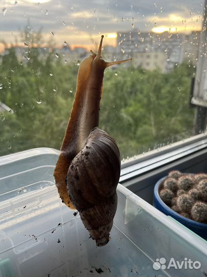 Улитки ахатины большие