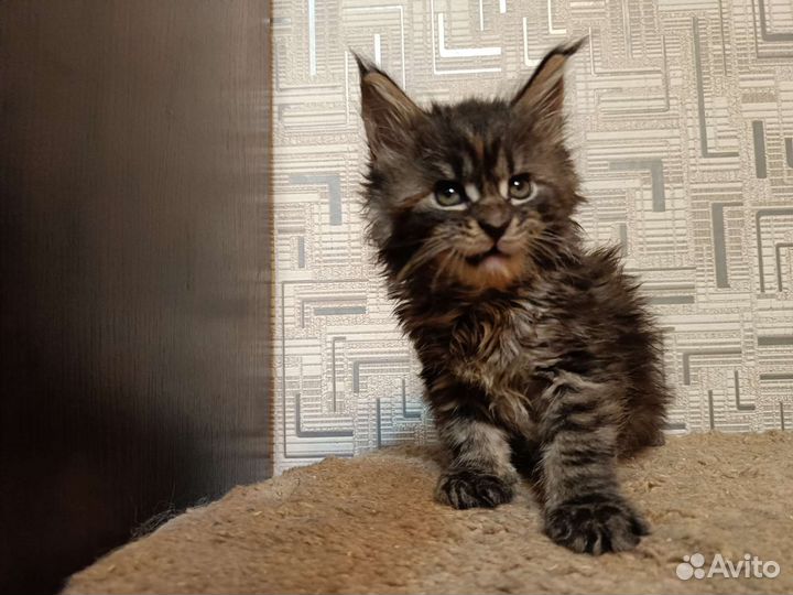 Котята мейн-кун