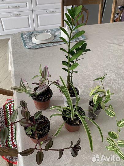 Комнатные цветы традесканция, хлорофитум