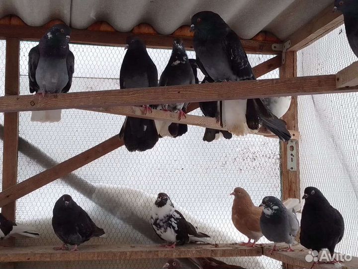 Николаевские голуби