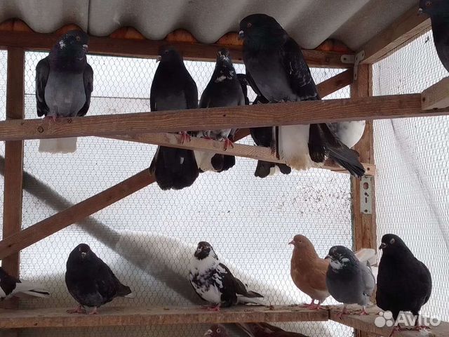 Николаевские голуби