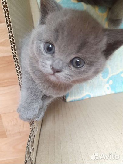 Британская