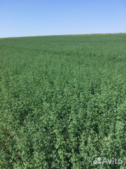 Люцерна в поле