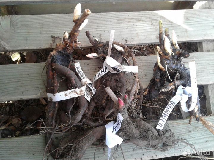 Пионы саженцы корни