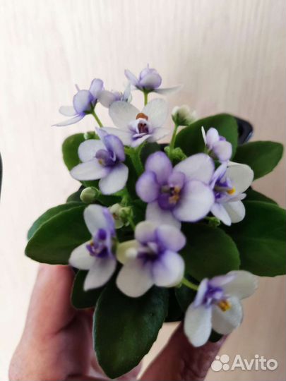 Фиалка - мини