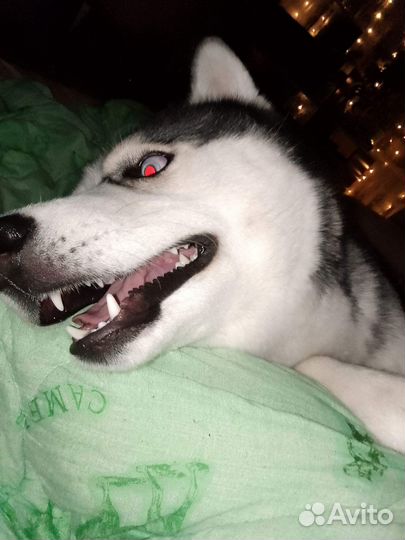 Сибирский хаски вязка