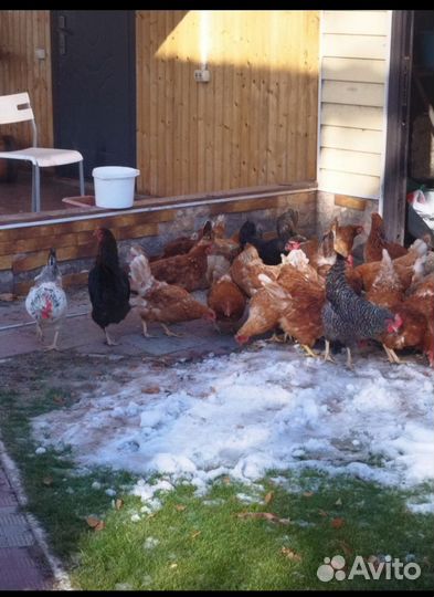 Яйцо деревенское домашнее