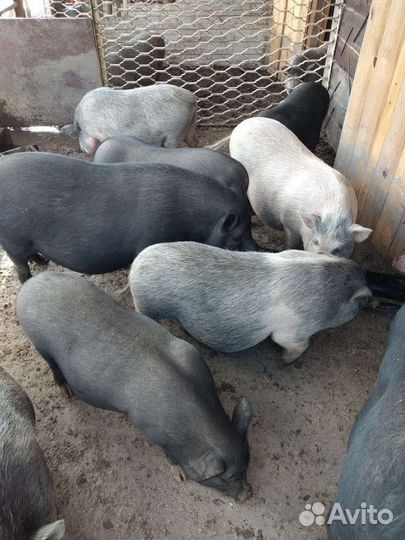 Вьетнамск вислобрюхий поросенок