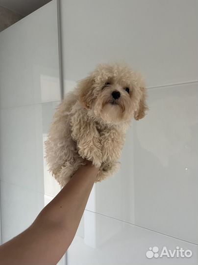 Мальтипу ф1 нежный мальчик кудряшка