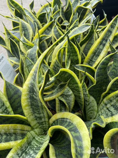 Сансевиерия Dragon Tongue