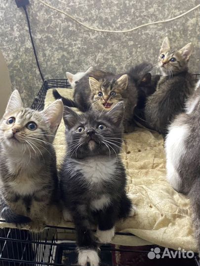 Котята в добрые руки даром