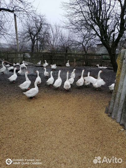Гуси линда на мясо, на племя