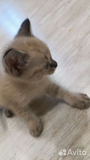 Котята в добрые руки бесплатно