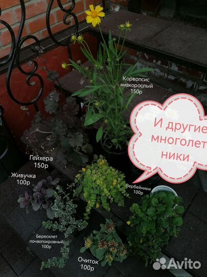 Садовые многолетники