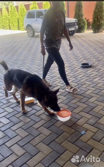 Кинолог-дрессировка собак