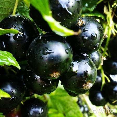 Саженцы крупноплодной смородины