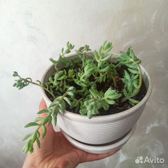 Очиток седум